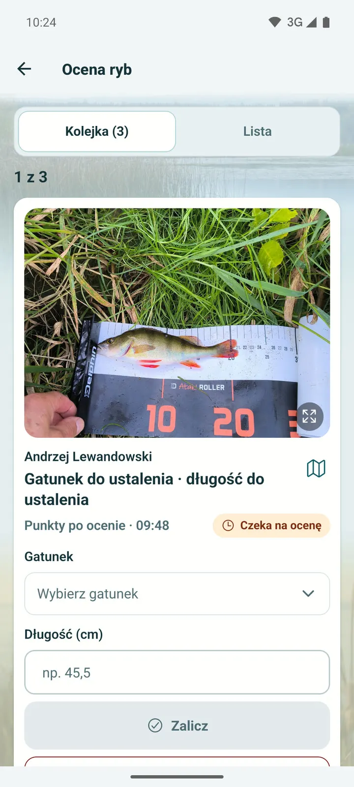 Ocena ryb: kolejka sędziego
